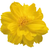 Chhajed Garden Cosmos Limara Lemon Flower Seeds