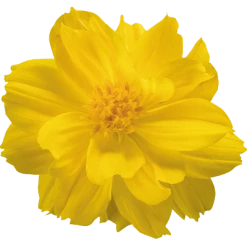 Chhajed Garden Cosmos Limara Lemon Flower Seeds