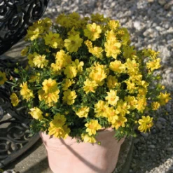 Chhajed Garden Cosmos Limara Lemon Flower Seeds