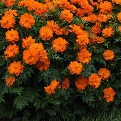 Chhajed Garden Cosmos Mandarin Flower Seeds