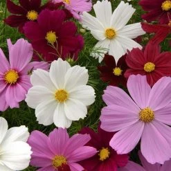 CGASPL Cosmos Sonata Mix Flower Seeds Pan American Seeds