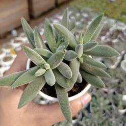 CGASPL Crassula Mesembryanthemoides Hybrid Small Succulent Plant 10 CGASPL Crassula Mesembryanthemoides Hybrid Small Succulent Plant