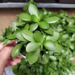 CGASPL Crassula Money Maker (Jade Plant) Succulent Plant