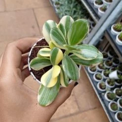 CGASPL Crassula Ovata Variegated Succulent Plant