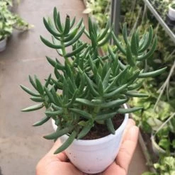 CGASPL Crassula Tetragona (Miniature Pine Tree) Small Succulent Plant