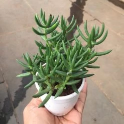 CGASPL Crassula Tetragona (Miniature Pine Tree) Small Succulent Plant