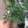 CGASPL Crassula Tetragona (Miniature Pine Tree) Small Succulent Plant