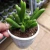 CGASPL Crassula Ovata 'Gollum' Jade Succulent Plant Plants 2 CGASPL Crassula Ovata 'Gollum' Jade Succulent Plant Plants