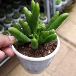CGASPL Crassula Ovata 'Gollum' Jade Succulent Plant Plants
