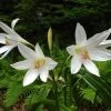 CGASPL Crinum Asiaticum White Flower Bulbs (Pack Of 6) Winter Flower Bulbs