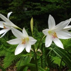 CGASPL Crinum Asiaticum White Flower Bulbs (Pack Of 6) Winter Flower Bulbs