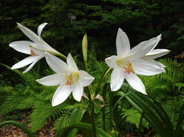 CGASPL Crinum Asiaticum White Flower Bulbs (Pack Of 6) Winter Flower Bulbs 3 CGASPL Crinum Asiaticum White Flower Bulbs (Pack Of 6) Winter Flower Bulbs