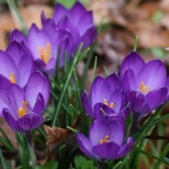 CGASPL Crocus Flower Record Bulbs (Pack Of 6)