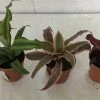 CGASPL Others Cryptanthus Earth Star Plant With Pot (Pack Of 3) 1 CGASPL Others Cryptanthus Earth Star Plant With Pot (Pack Of 3)