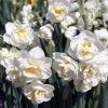 CGASPL Daffodil Bridal Crown Flower Bulbs (Pack Of 6)
