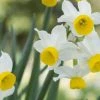 CGASPL Daffodil Canaliculatus Flower Bulbs (Pack Of 6)