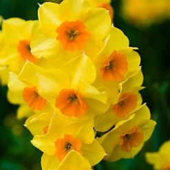 CGASPL Winter Flower Bulbs Daffodil Falconet Flower Bulbs (Pack Of 6)
