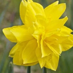 CGASPL Daffodil Golden Ducat-Yellow Flower Bulbs (Pack Of 6)