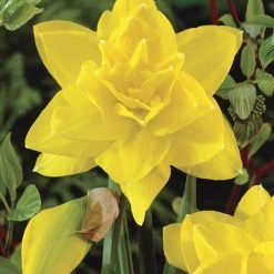 CGASPL Daffodil Golden Ducat-Yellow Flower Bulbs (Pack Of 6)