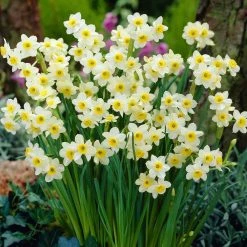 CGASPL Daffodil Minnow Flower Bulbs (Pack Of 6 Bulbs) Winter Flower Bulbs