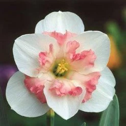 CGASPL Winter Flower Bulbs Daffodil Pink Wonder Flower Bulbs (Pack Of 6)