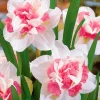 CGASPL Daffodil Replete-Pink Flower Bulbs (Pack Of 6) Winter Flower Bulbs