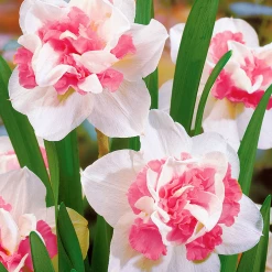 CGASPL Daffodil Replete-Pink Flower Bulbs (Pack Of 6) Winter Flower Bulbs