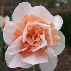 CGASPL Winter Flower Bulbs Daffodil Replete Orange-White Flower Bulbs (Pack Of 6 Bulbs)