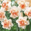 CGASPL Winter Flower Bulbs Daffodil Replete Orange-White Flower Bulbs (Pack Of 6 Bulbs)