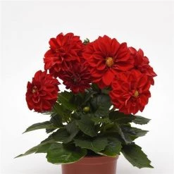 Pan American Seeds Imported Flower Seeds Dahlia Figaro Red Shades Flower Seeds