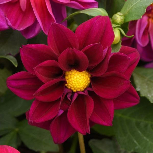 Pan American Seeds Dahlia Figaro Violet Shades Flower Seeds Imported Flower Seeds 4 Pan American Seeds Dahlia Figaro Violet Shades Flower Seeds Imported Flower Seeds