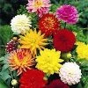 CGASPL Dahlia Mix Colors Flower Bulbs (Pack Of 10) Winter Flower Bulbs