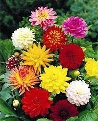 CGASPL Dahlia Mix Colors Flower Bulbs (Pack Of 10) Winter Flower Bulbs