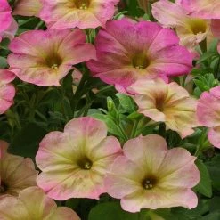 ChhajedGarden Shop 21 Pan American Seeds Petunia Debonair Dusty Rose Flower Seeds Imported Flower Seeds