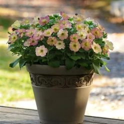 Pan American Seeds Petunia Debonair Dusty Rose Flower Seeds Imported Flower Seeds