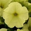 Pan American Seeds Imported Flower Seeds Petunia Sophistica Lime Green Flower Seeds 2 Pan American Seeds Imported Flower Seeds Petunia Sophistica Lime Green Flower Seeds