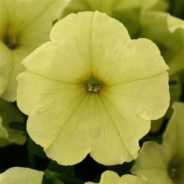 Pan American Seeds Imported Flower Seeds Petunia Sophistica Lime Green Flower Seeds 3 Pan American Seeds Imported Flower Seeds Petunia Sophistica Lime Green Flower Seeds