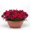 CGASPL Imported Flower Seeds Dianthus Coronet Cherry Red Flower Seeds