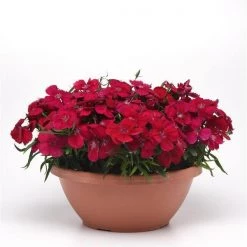 CGASPL Imported Flower Seeds Dianthus Coronet Cherry Red Flower Seeds