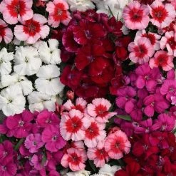 CGASPL Imported Flower Seeds Dianthus Coronet Mix Flower Seeds