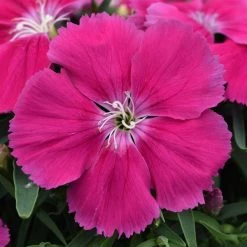 CGASPL Dianthus Coronet Rose Flower Seeds