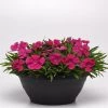 CGASPL Dianthus Coronet Rose Flower Seeds