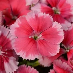 CGASPL Dianthus Coronet Strawberry Flower Seeds