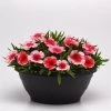 CGASPL Dianthus Coronet Strawberry Flower Seeds