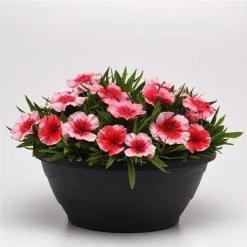 CGASPL Dianthus Coronet Strawberry Flower Seeds