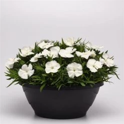 CGASPL Dianthus Coronet White Flower Seeds Imported Flower Seeds