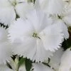 CGASPL Dianthus Coronet White Flower Seeds Imported Flower Seeds