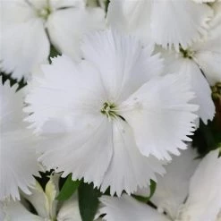 CGASPL Dianthus Coronet White Flower Seeds Imported Flower Seeds