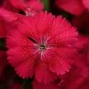 CGASPL Dianthus Floral Lace Cherry Flower Seeds 2 CGASPL Dianthus Floral Lace Cherry Flower Seeds