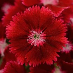 CGASPL Dianthus Floral Lace Crimson Flower Seeds Imported Flower Seeds